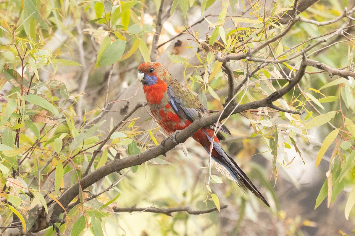 Crimson Rosella - ML646305757