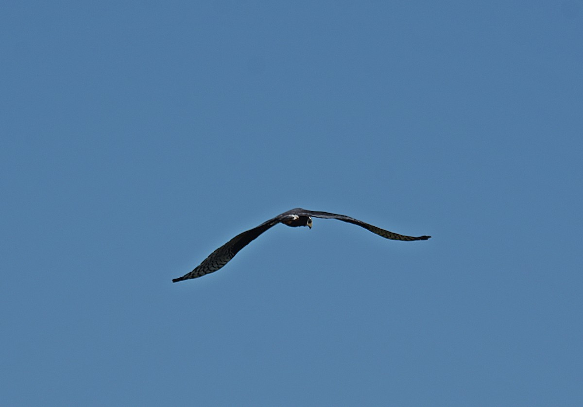 Long-winged Harrier - ML646305758