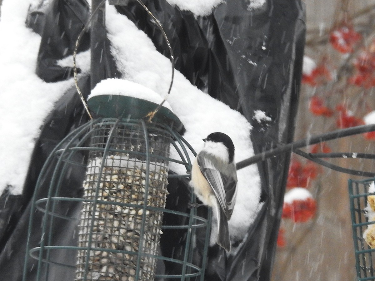 Black-capped Chickadee - ML646305764