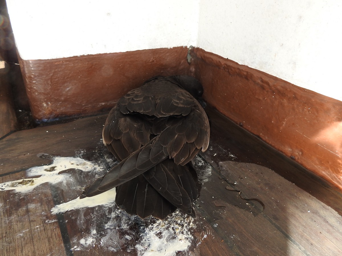 Christmas Shearwater - ML646305765