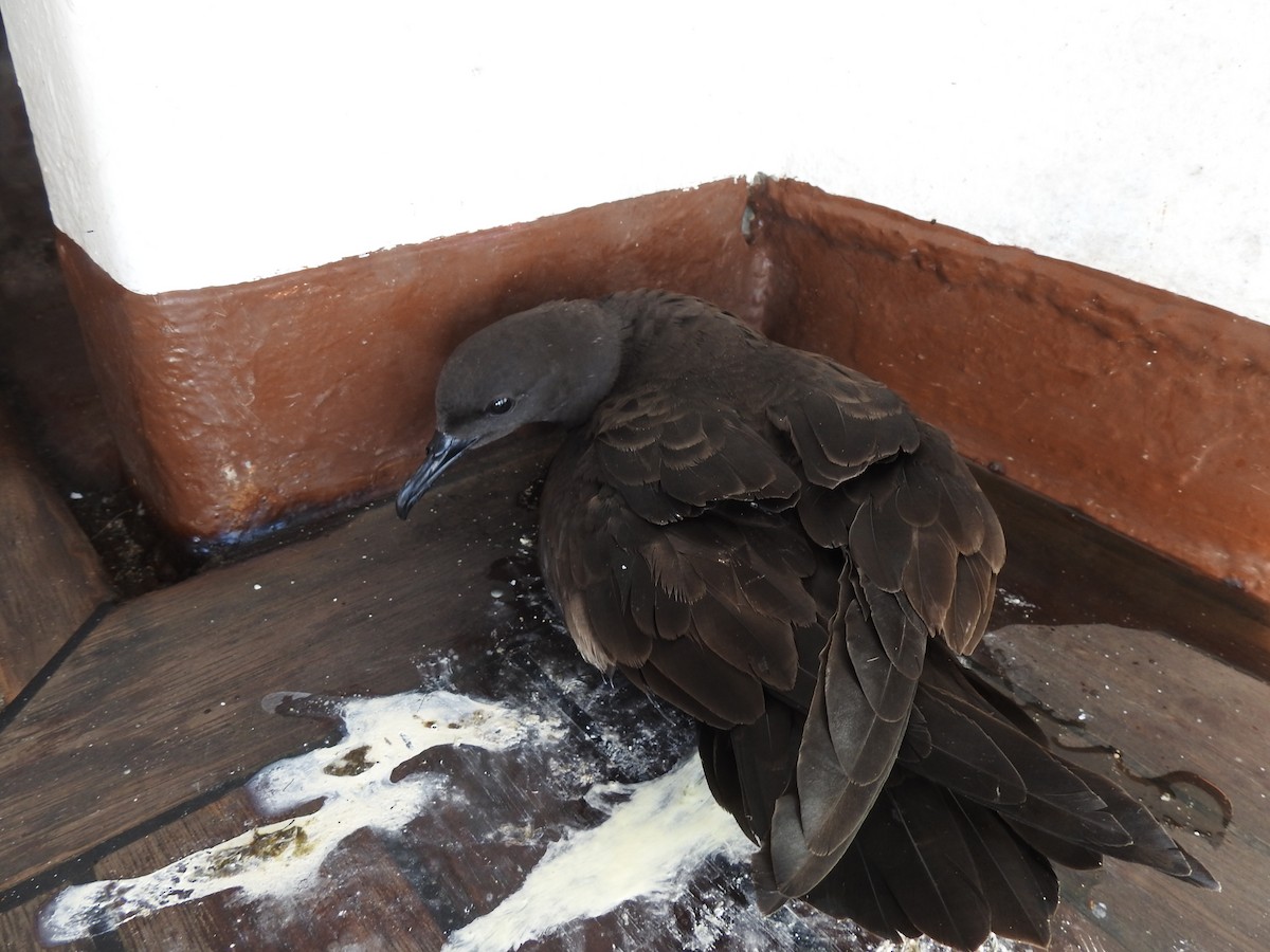 Christmas Shearwater - ML646305766