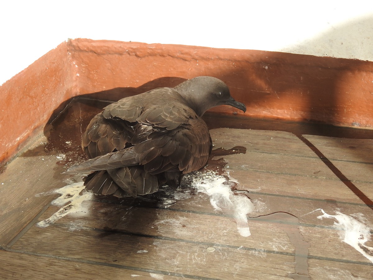 Christmas Shearwater - ML646305767