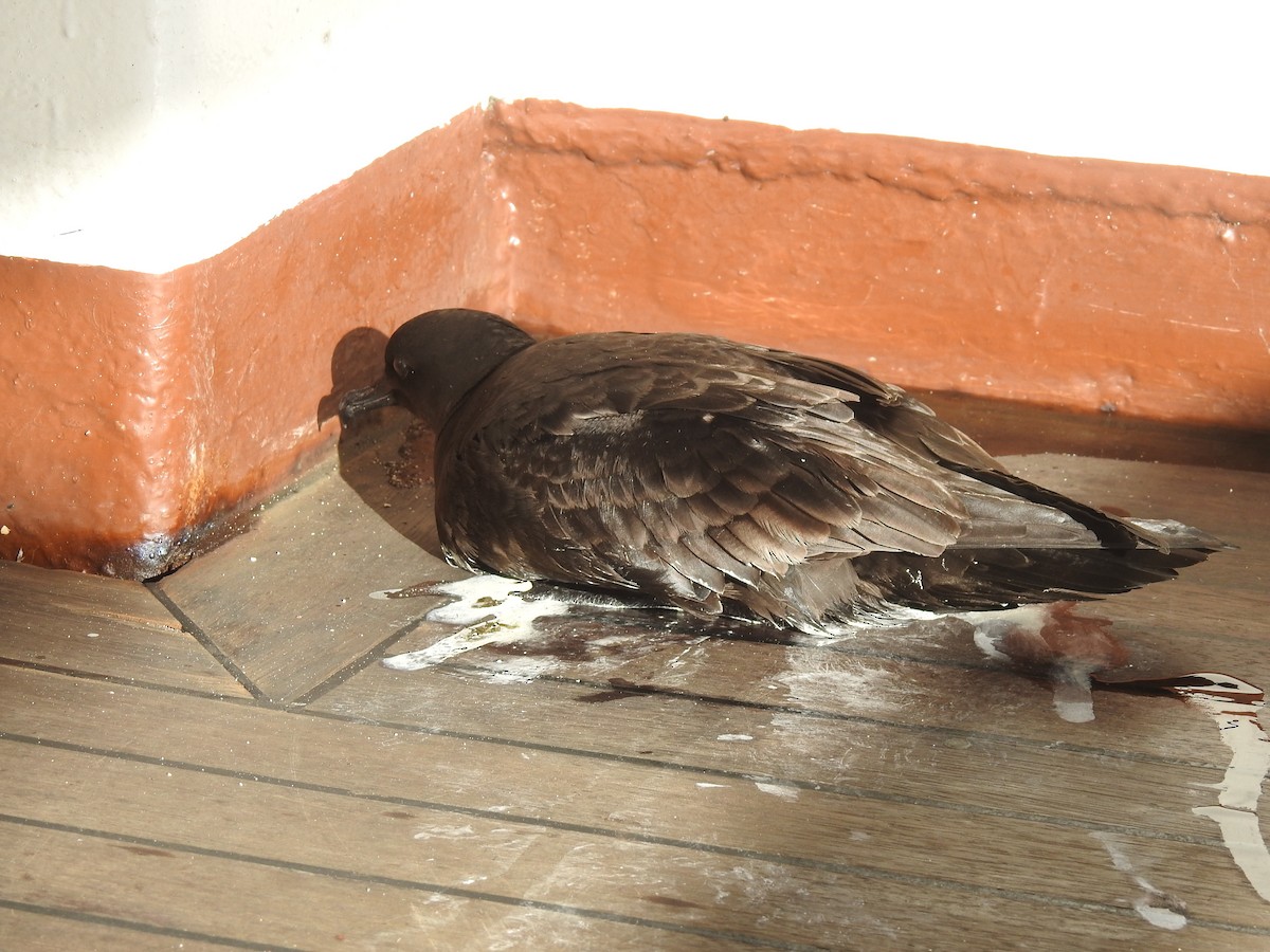 Christmas Shearwater - ML646305768