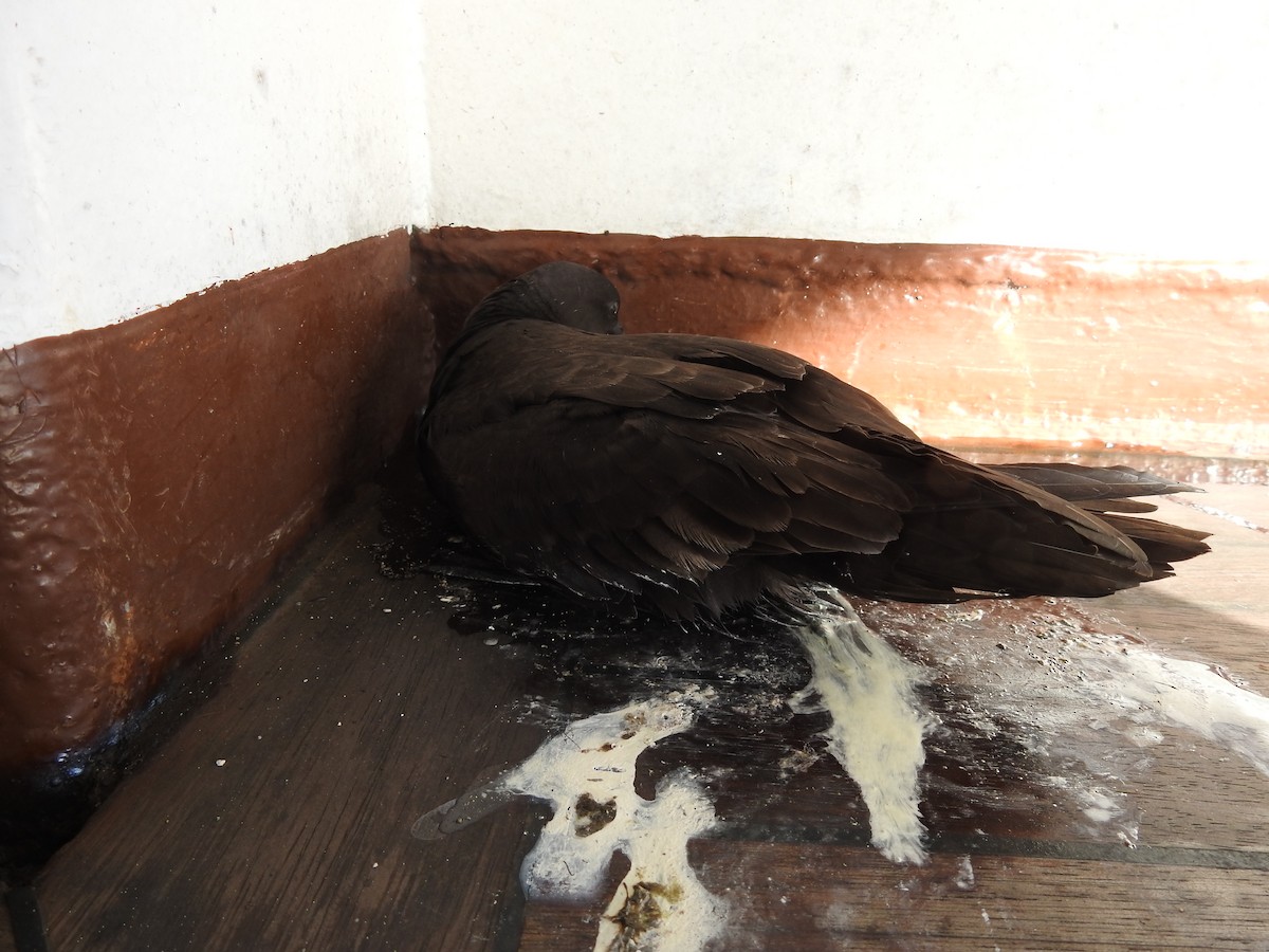 Christmas Shearwater - ML646305769