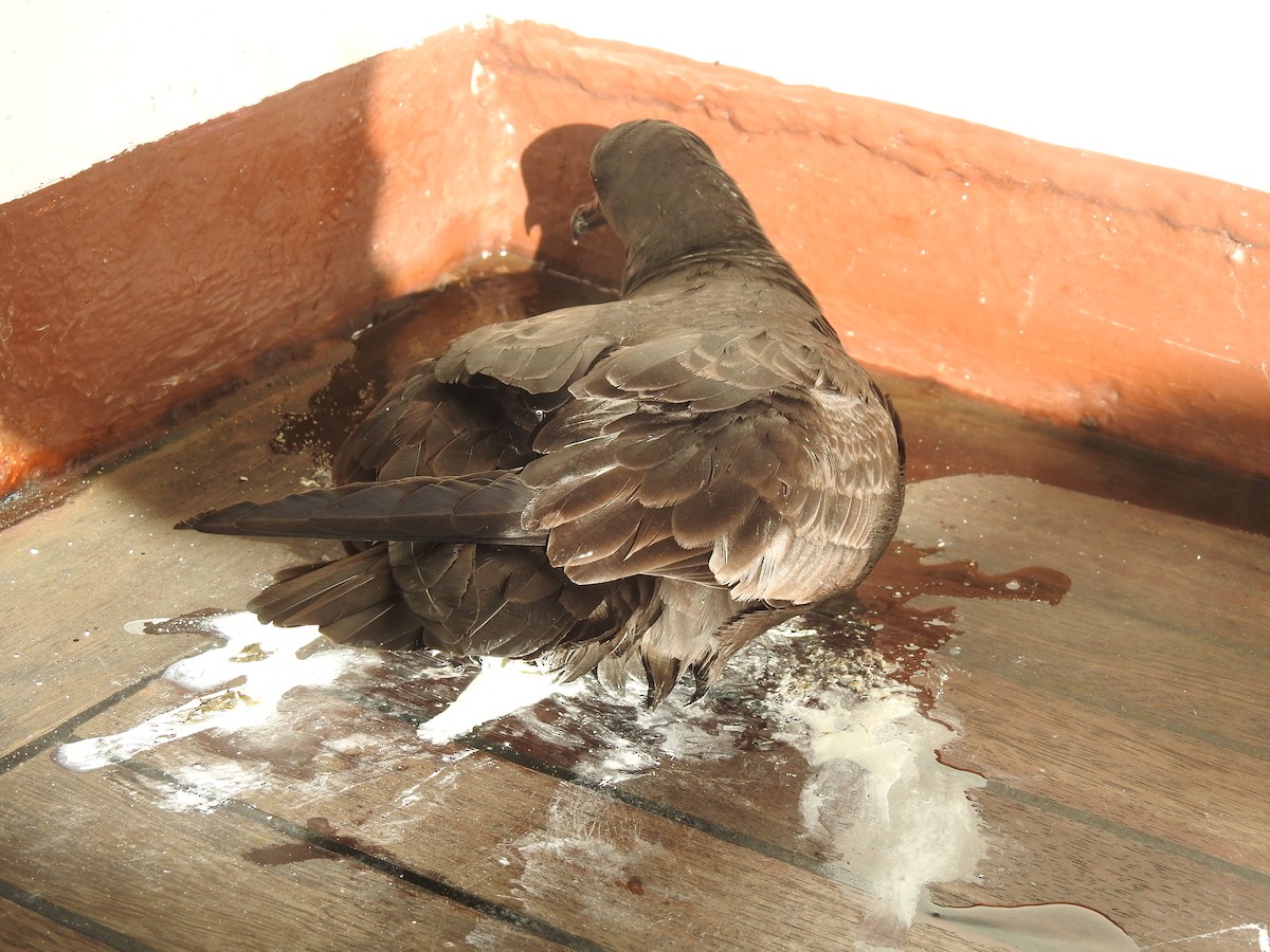 Christmas Shearwater - ML646305770