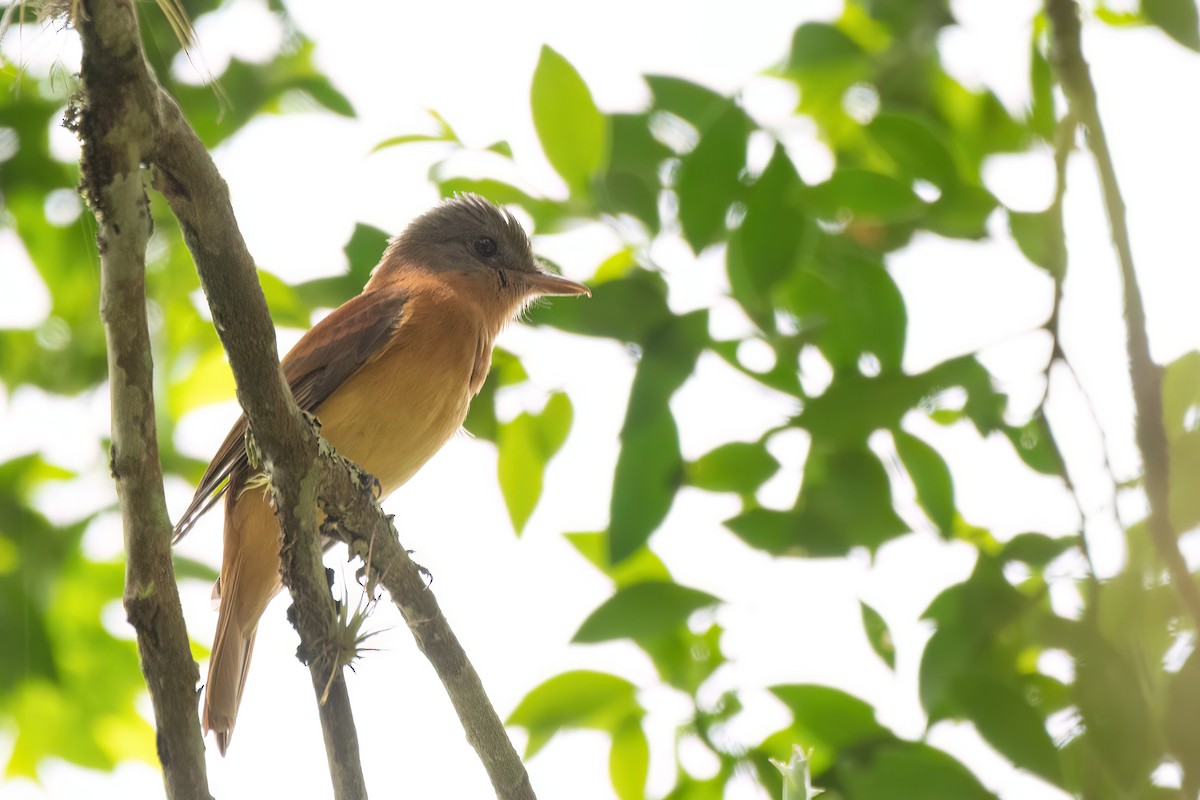 Rufous-tailed Attila - ML646305783