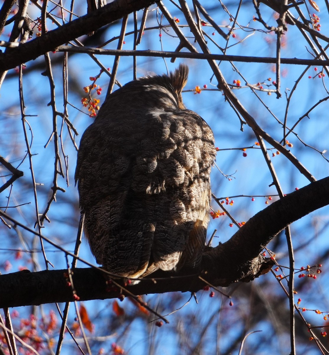 Great Horned Owl - ML646305784