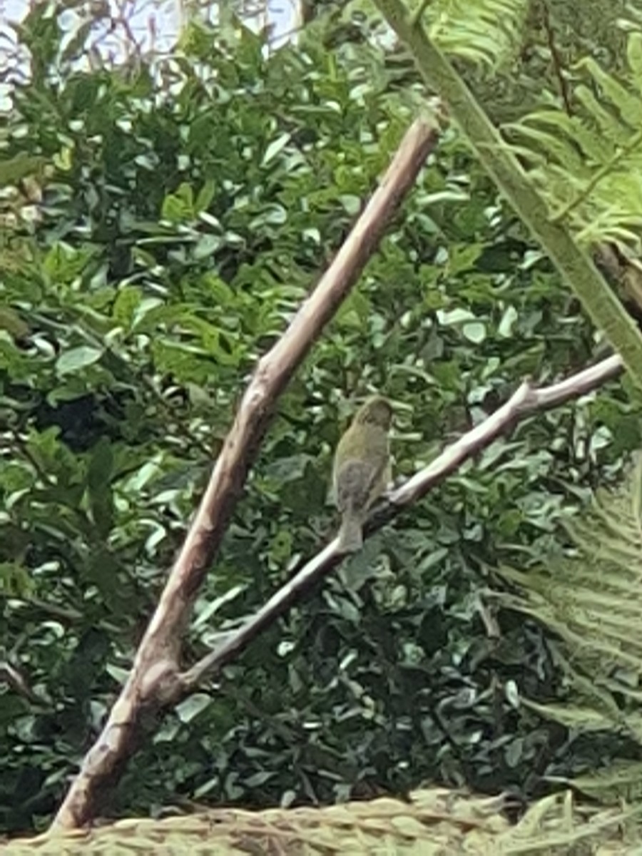 Painted Bunting - ML646305785