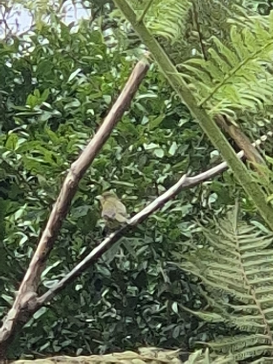 Painted Bunting - ML646305786