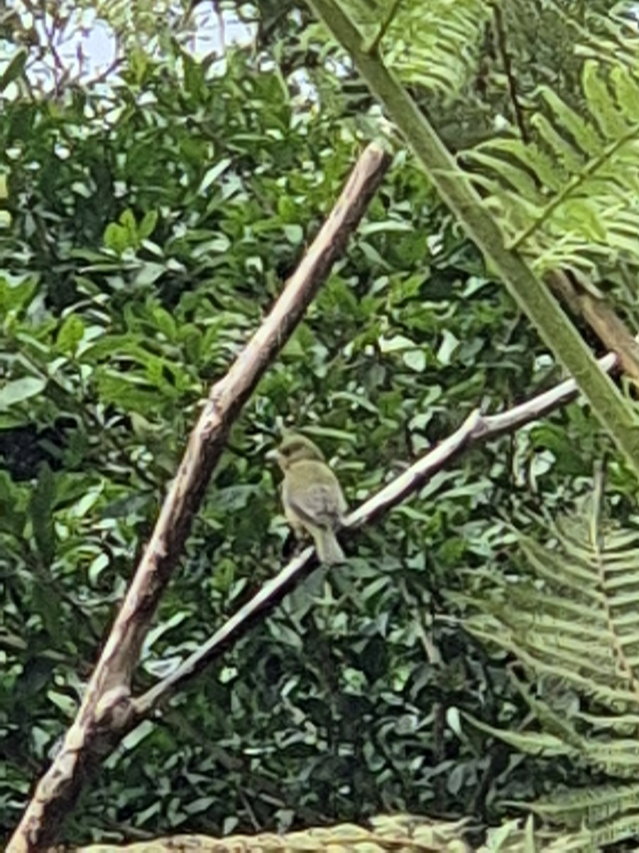 Painted Bunting - ML646305787