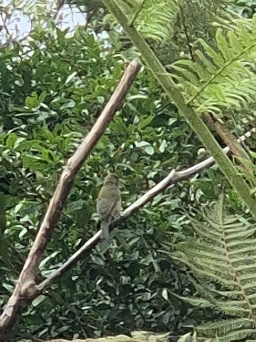 Painted Bunting - ML646305788