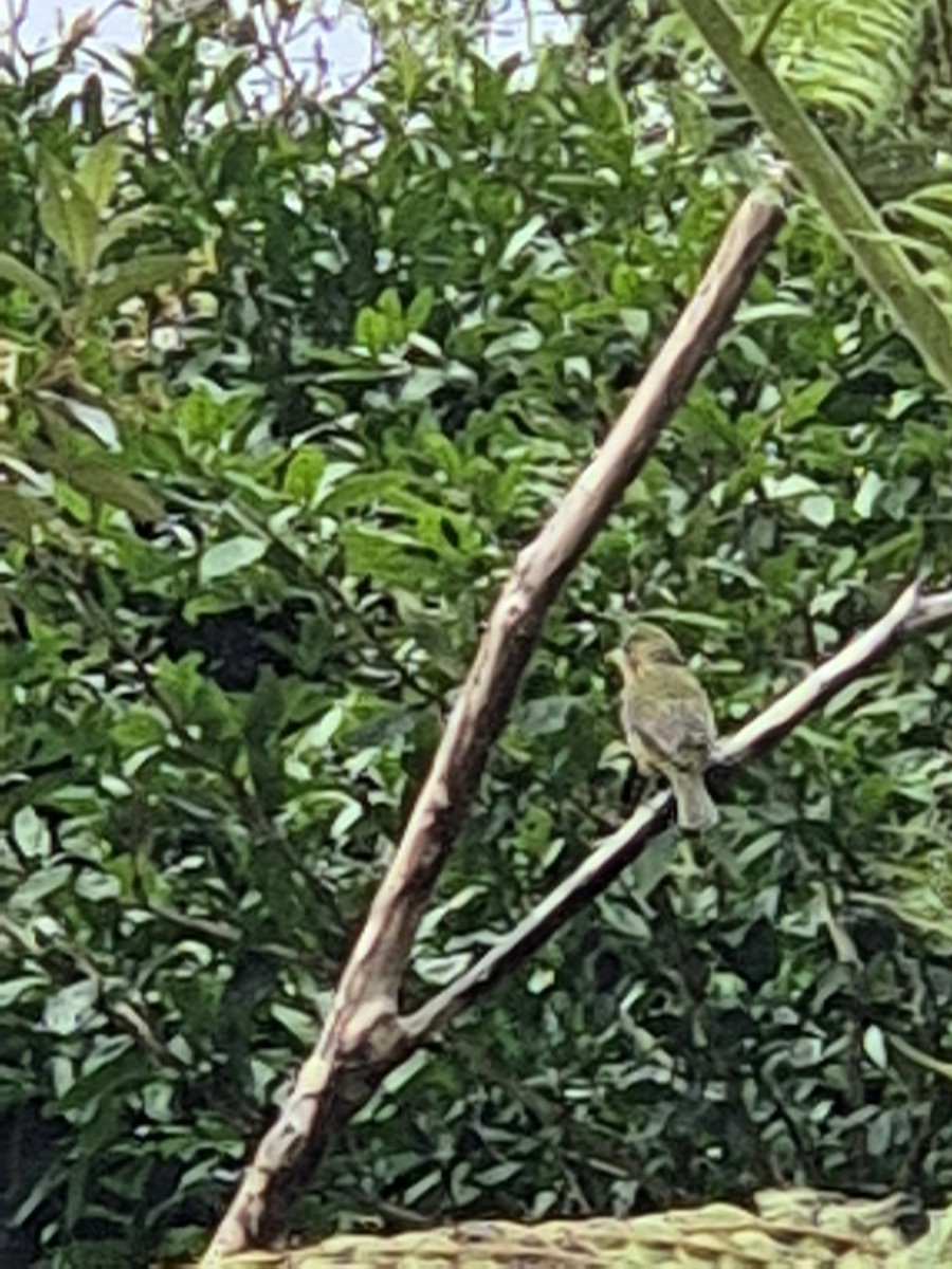 Painted Bunting - ML646305789