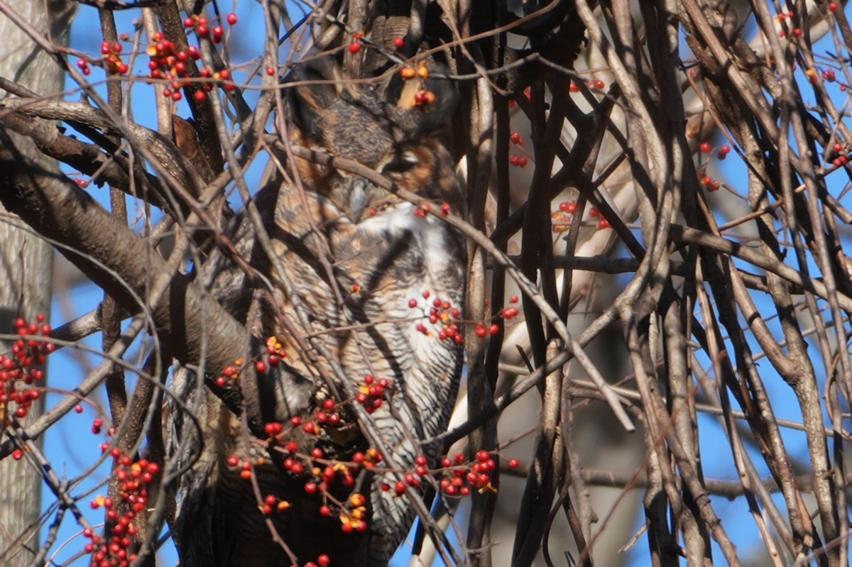 Great Horned Owl - ML646305790