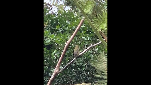 Painted Bunting - ML646305791