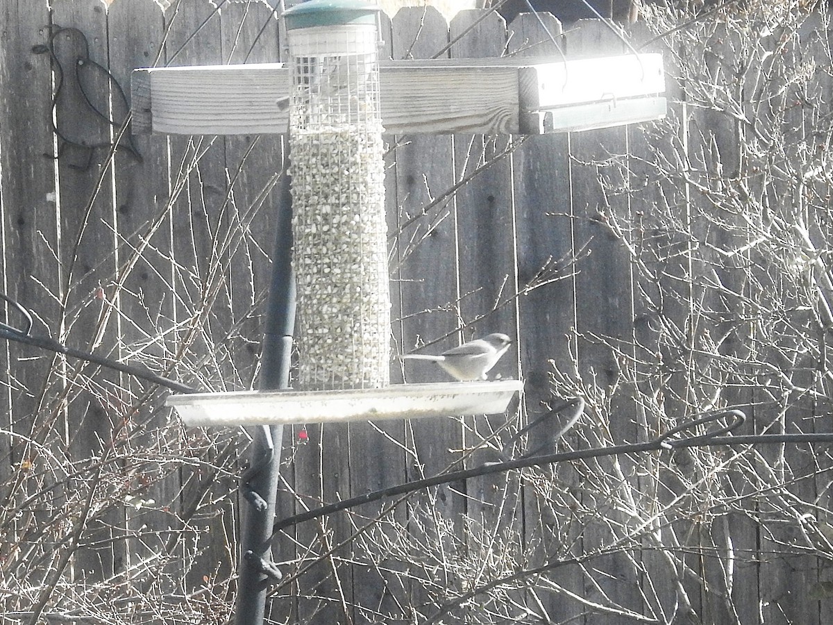 Bushtit - ML646305794