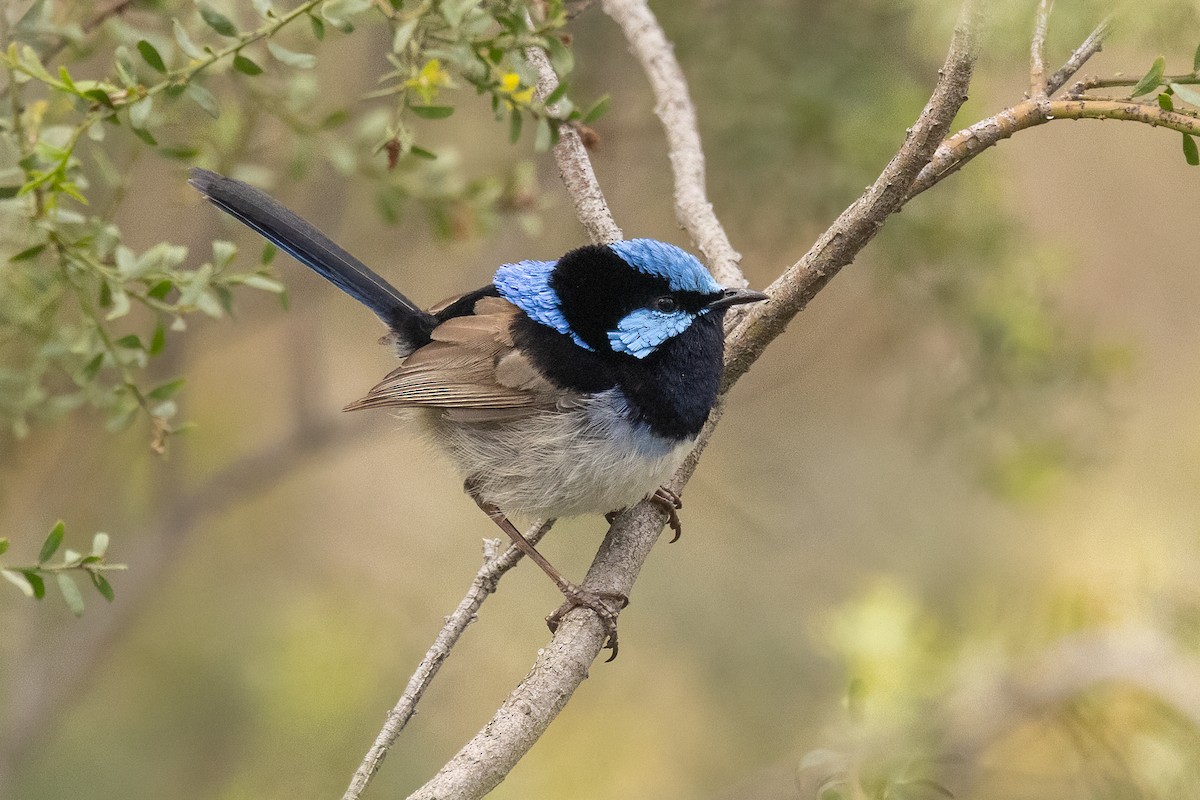 Superb Fairywren - ML646305795