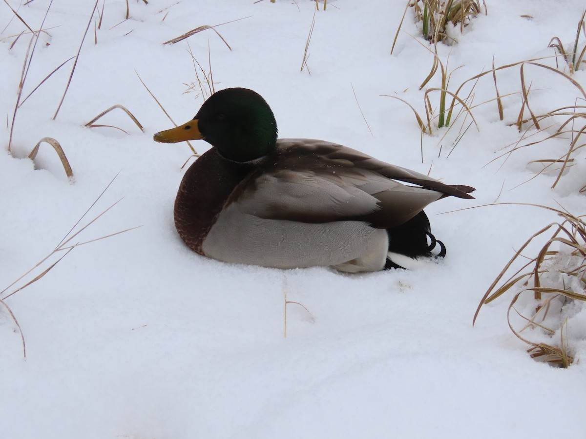 Mallard - ML646305798