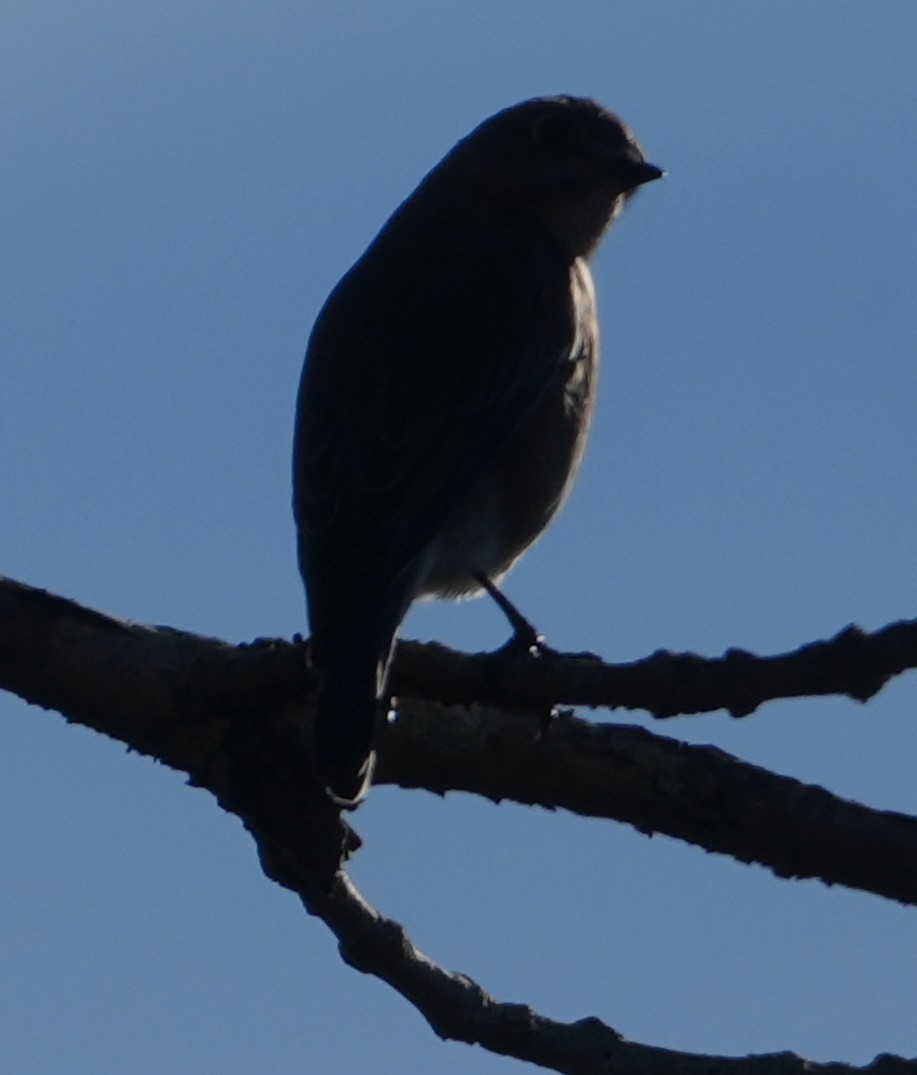 Eastern Bluebird - ML646305800