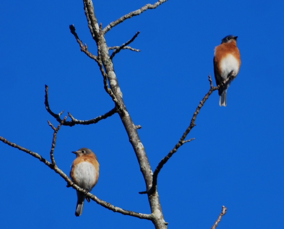 Eastern Bluebird - ML646305801