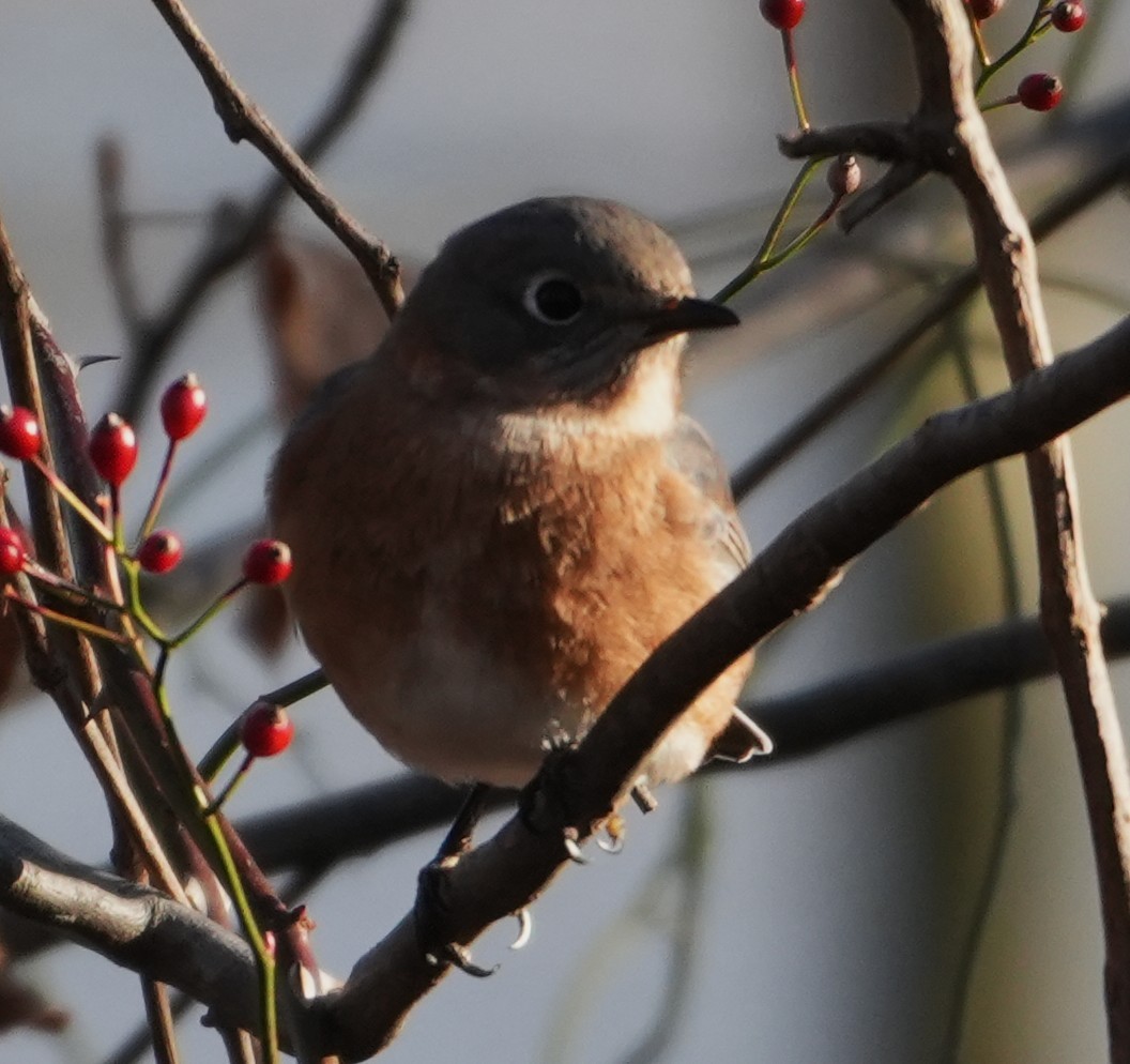 Eastern Bluebird - ML646305802
