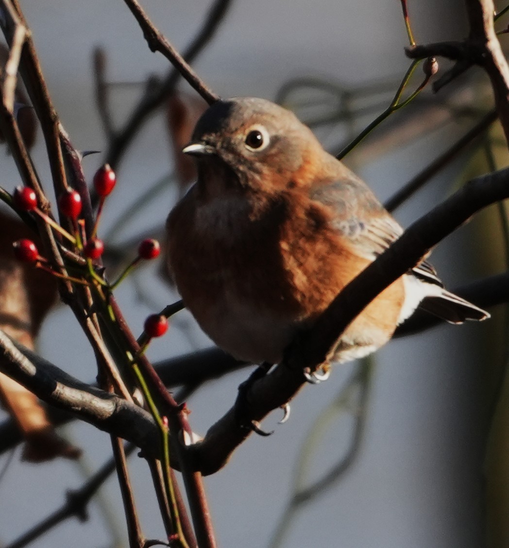 Eastern Bluebird - ML646305803