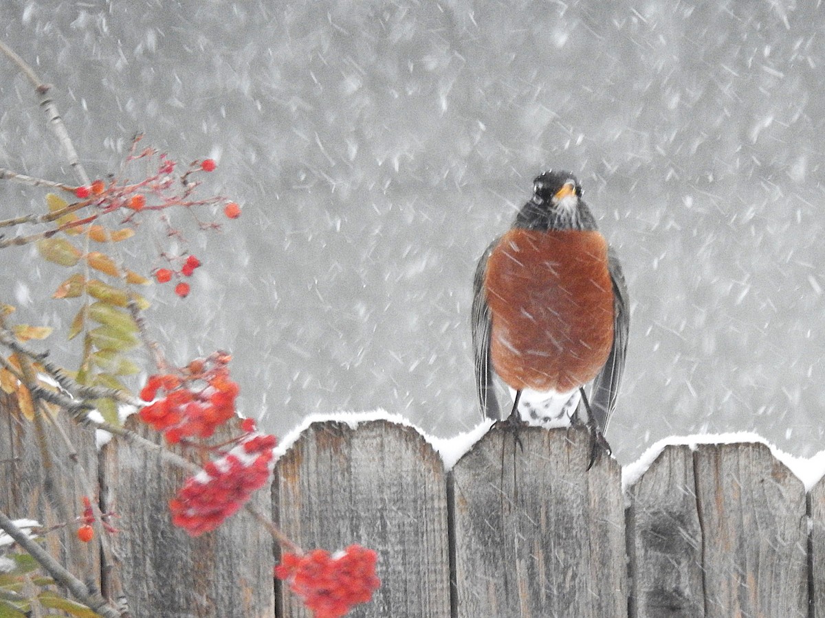 American Robin - ML646305804