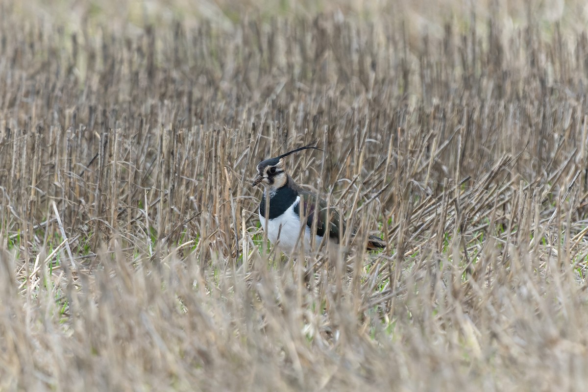 Vanneau huppé - ML646305806