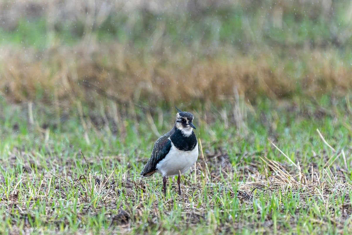 Vanneau huppé - ML646305807