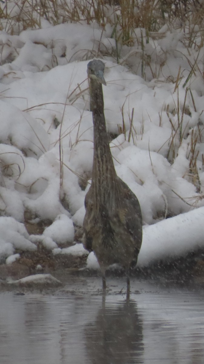 Grand Héron - ML646305808