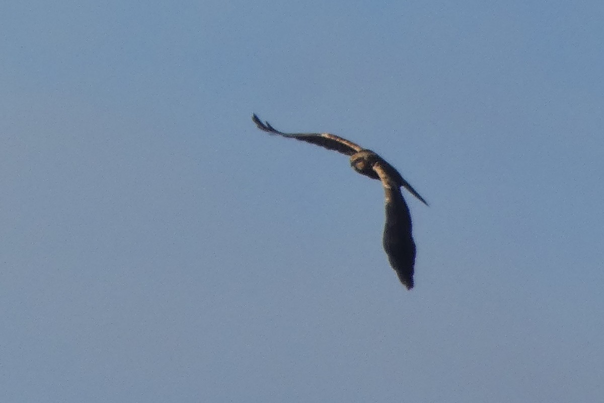 Busard des roseaux - ML646305809