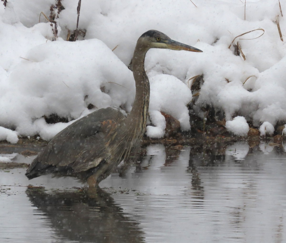Grand Héron - ML646305810