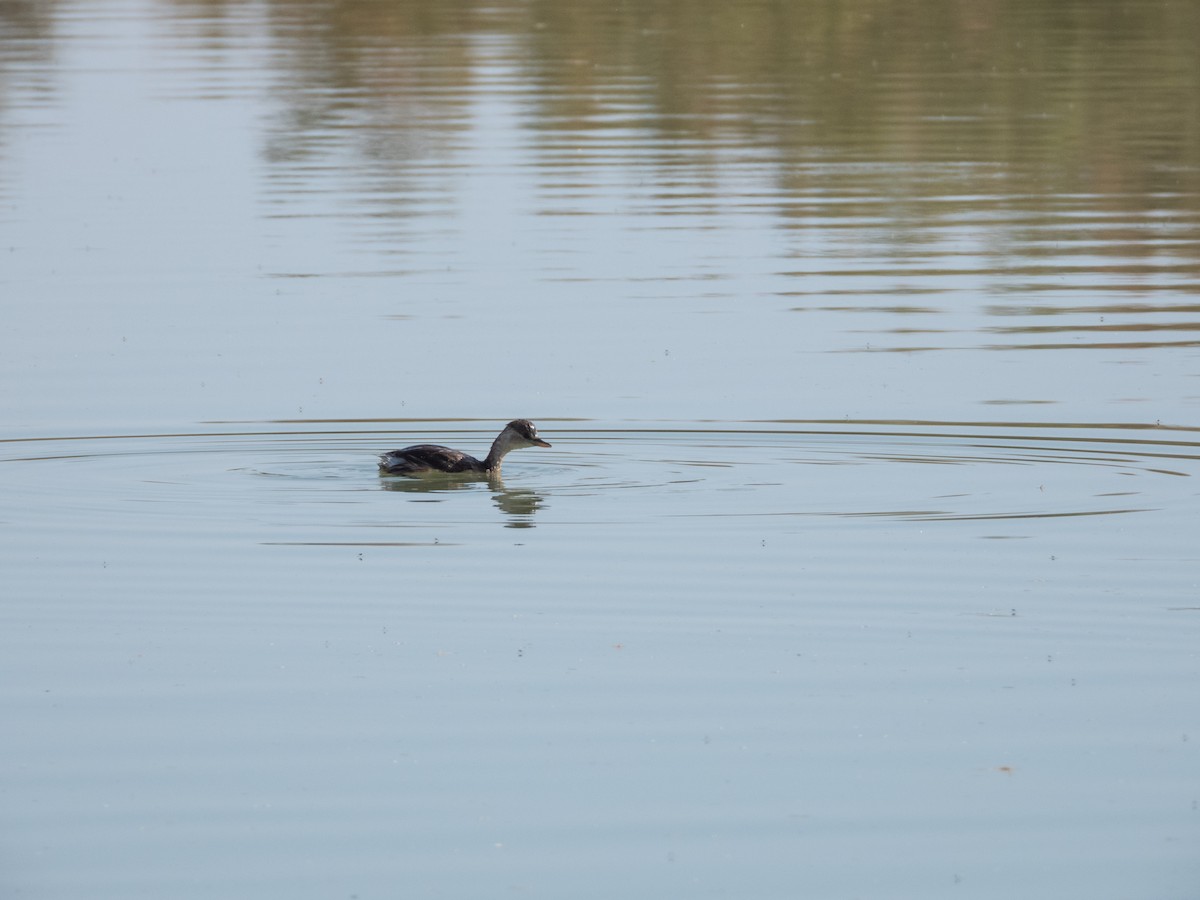 Grèbe castagneux (groupe ruficollis) - ML646305812