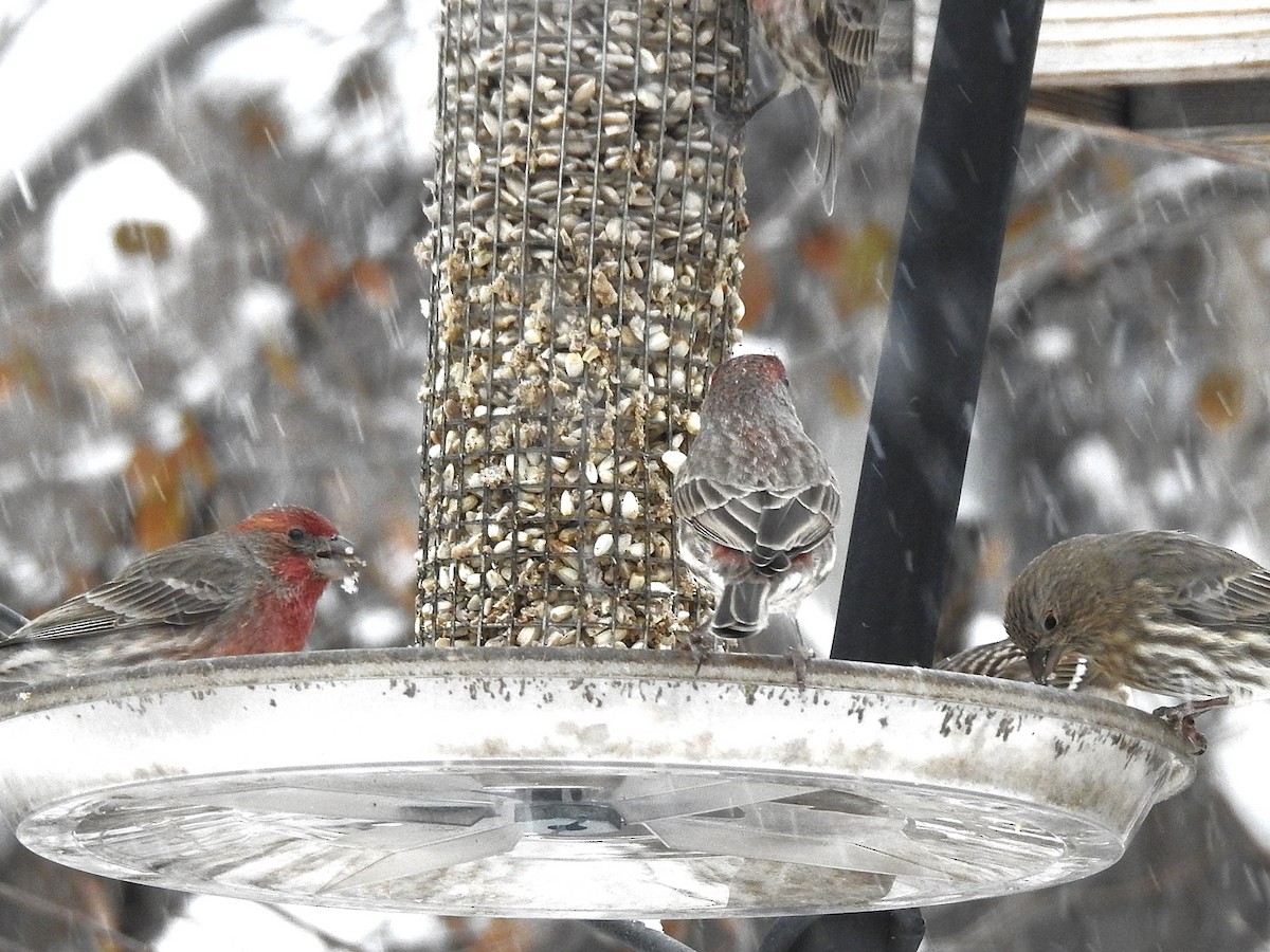 Roselin familier - ML646305813