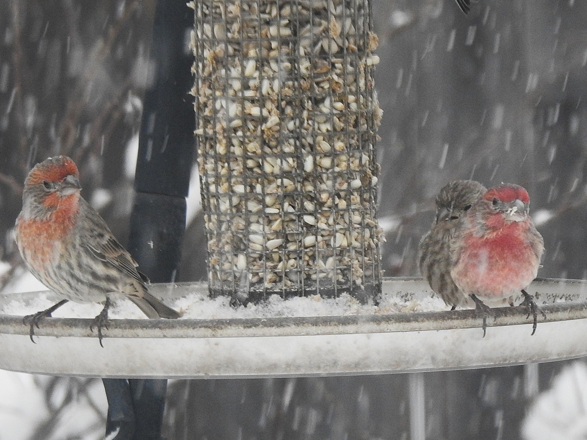 Roselin familier - ML646305814