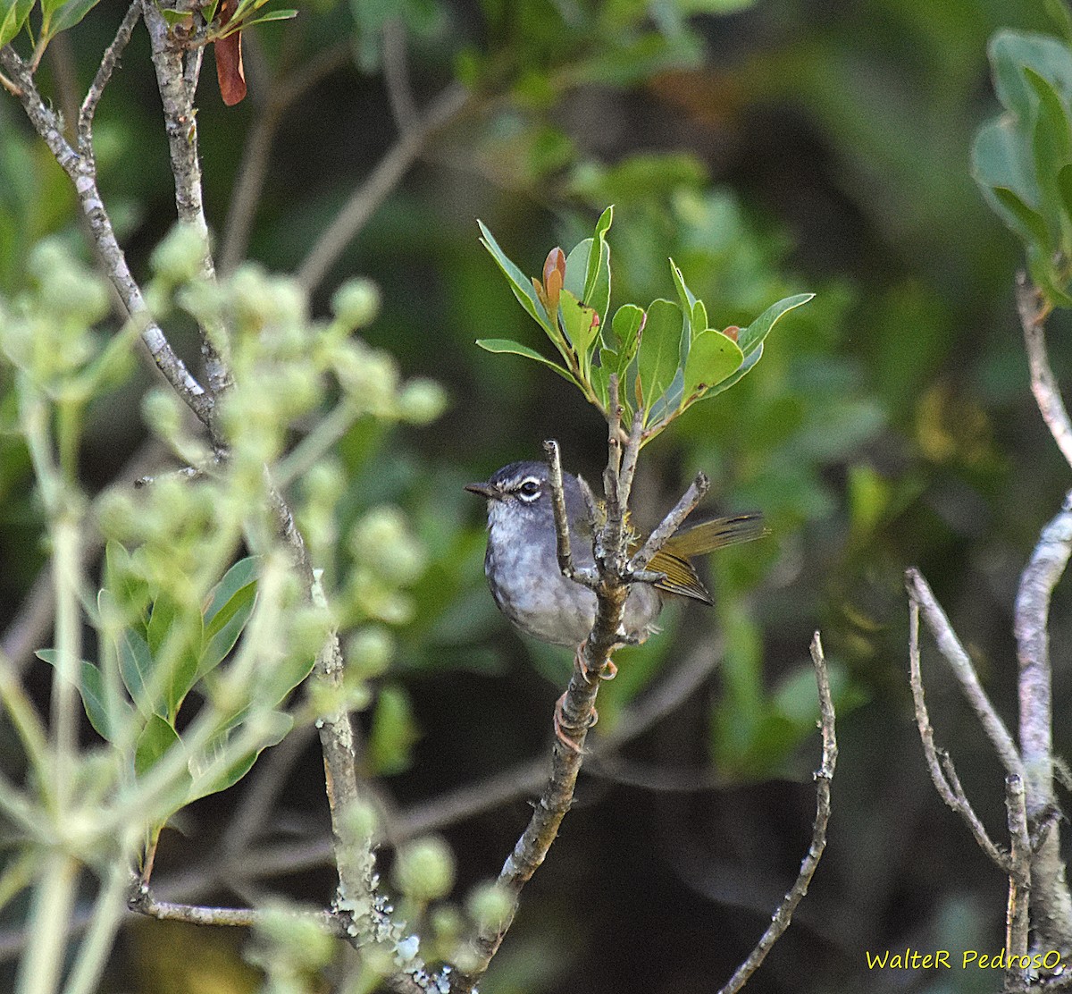 Paruline à paupières blanches - ML646305815
