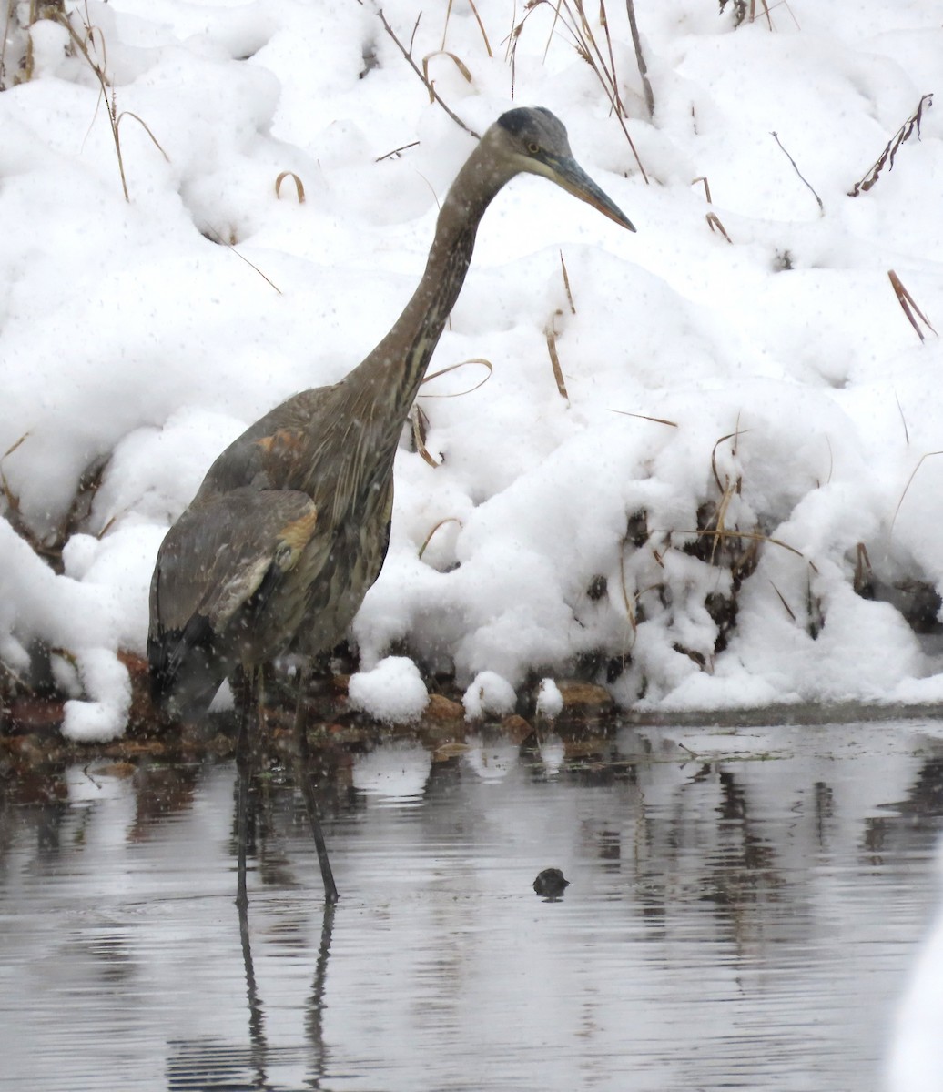 Grand Héron - ML646305816