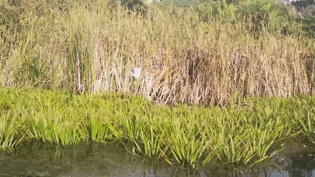 Crabier chevelu - ML646305817