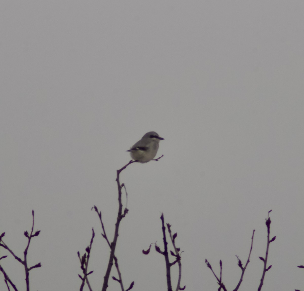 Pie-grièche boréale - ML646305818