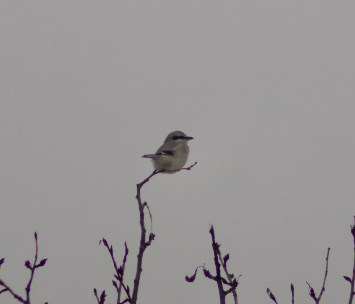 Pie-grièche boréale - ML646305819