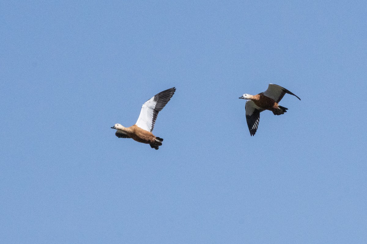 Tadorne casarca - ML646305820