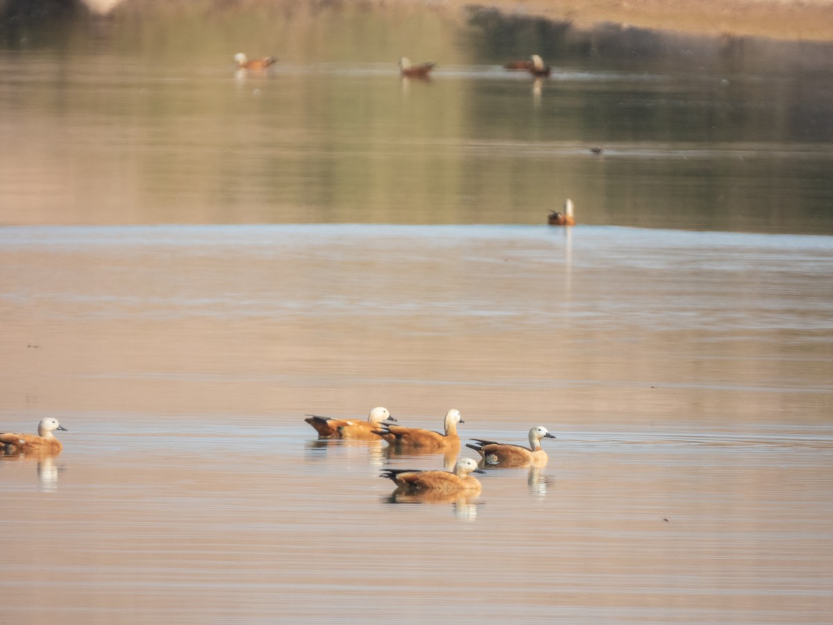 Tadorne casarca - ML646305821