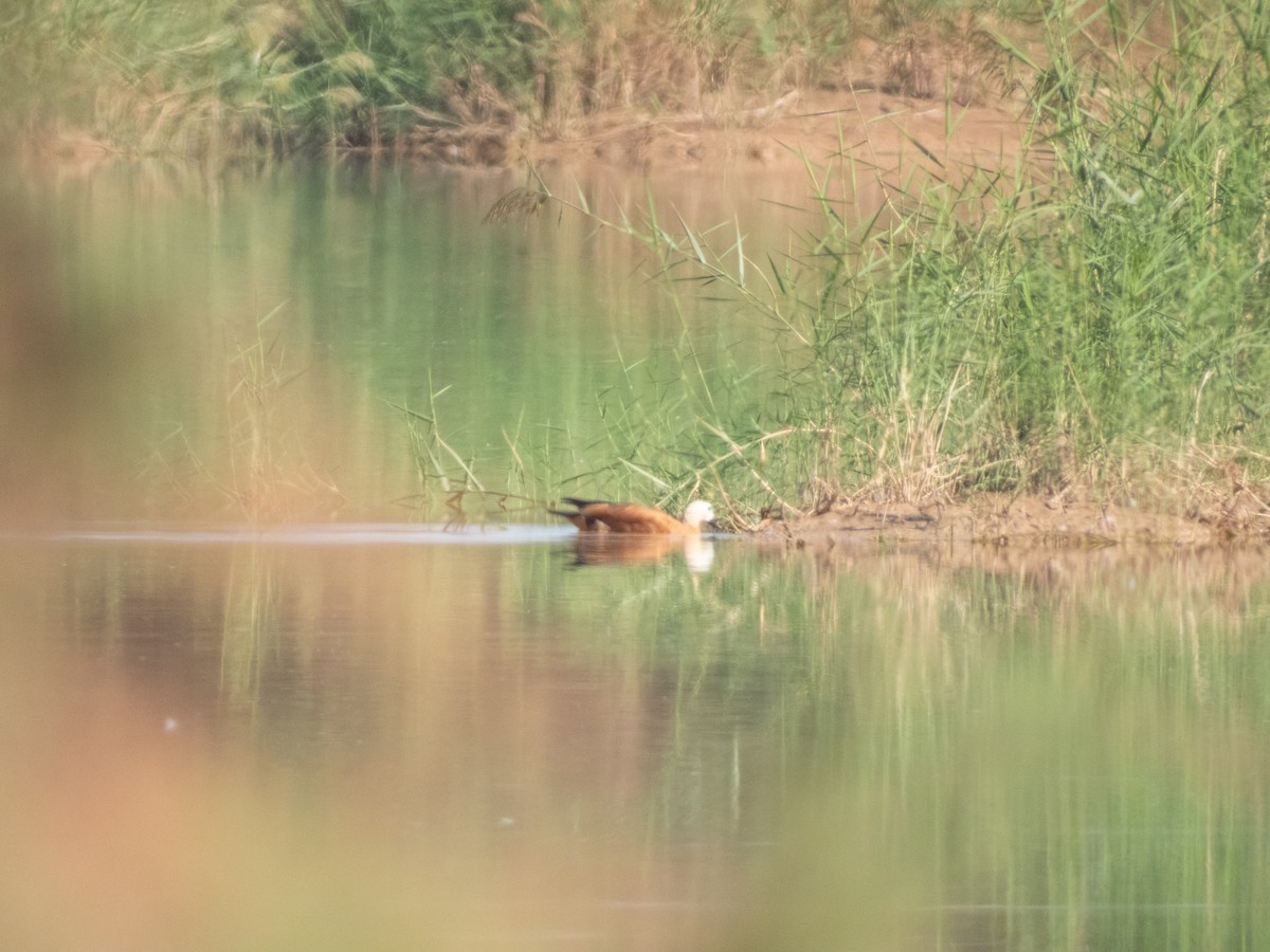 Tadorne casarca - ML646305824