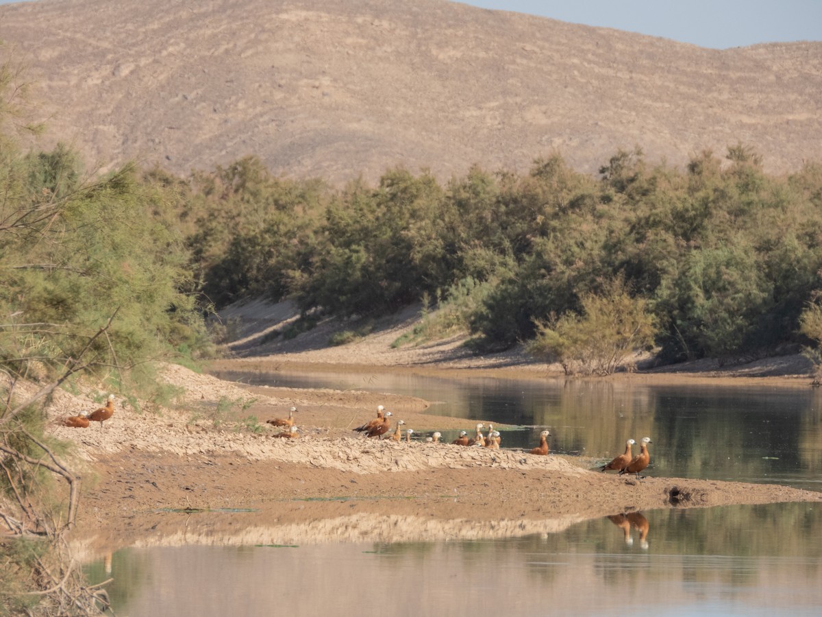 Tadorne casarca - ML646305825