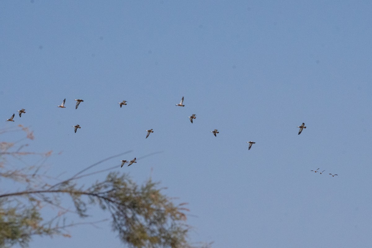 Tadorne casarca - ML646305826