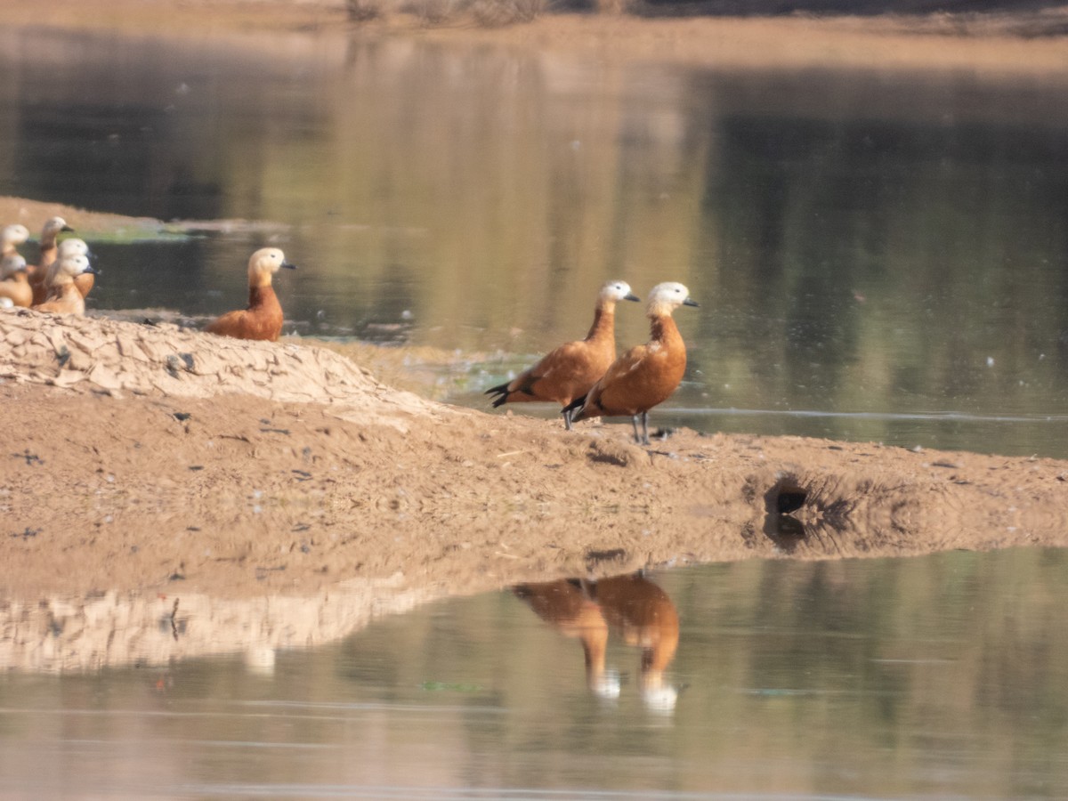 Tadorne casarca - ML646305827