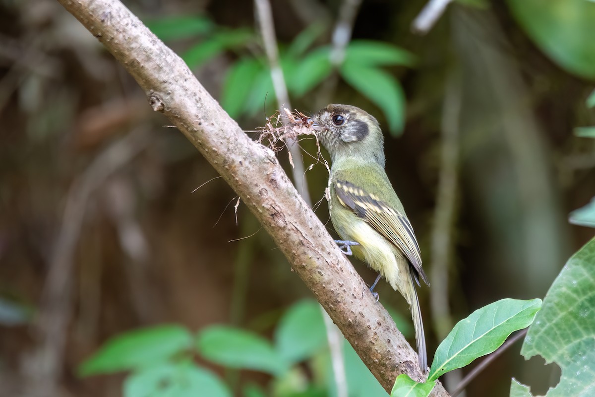 Pipromorphe à tête brune - ML646305830