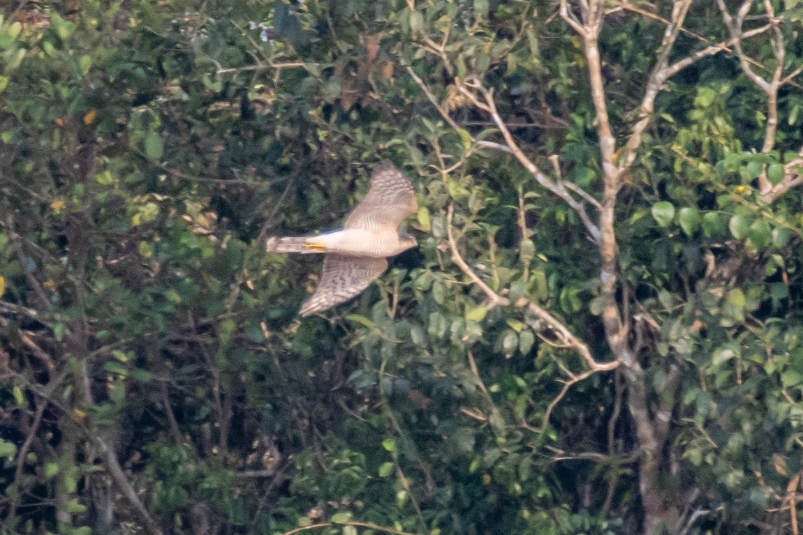 Eurasian Sparrowhawk - ML646305832