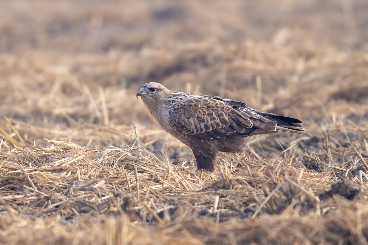 Buse féroce - ML646305833