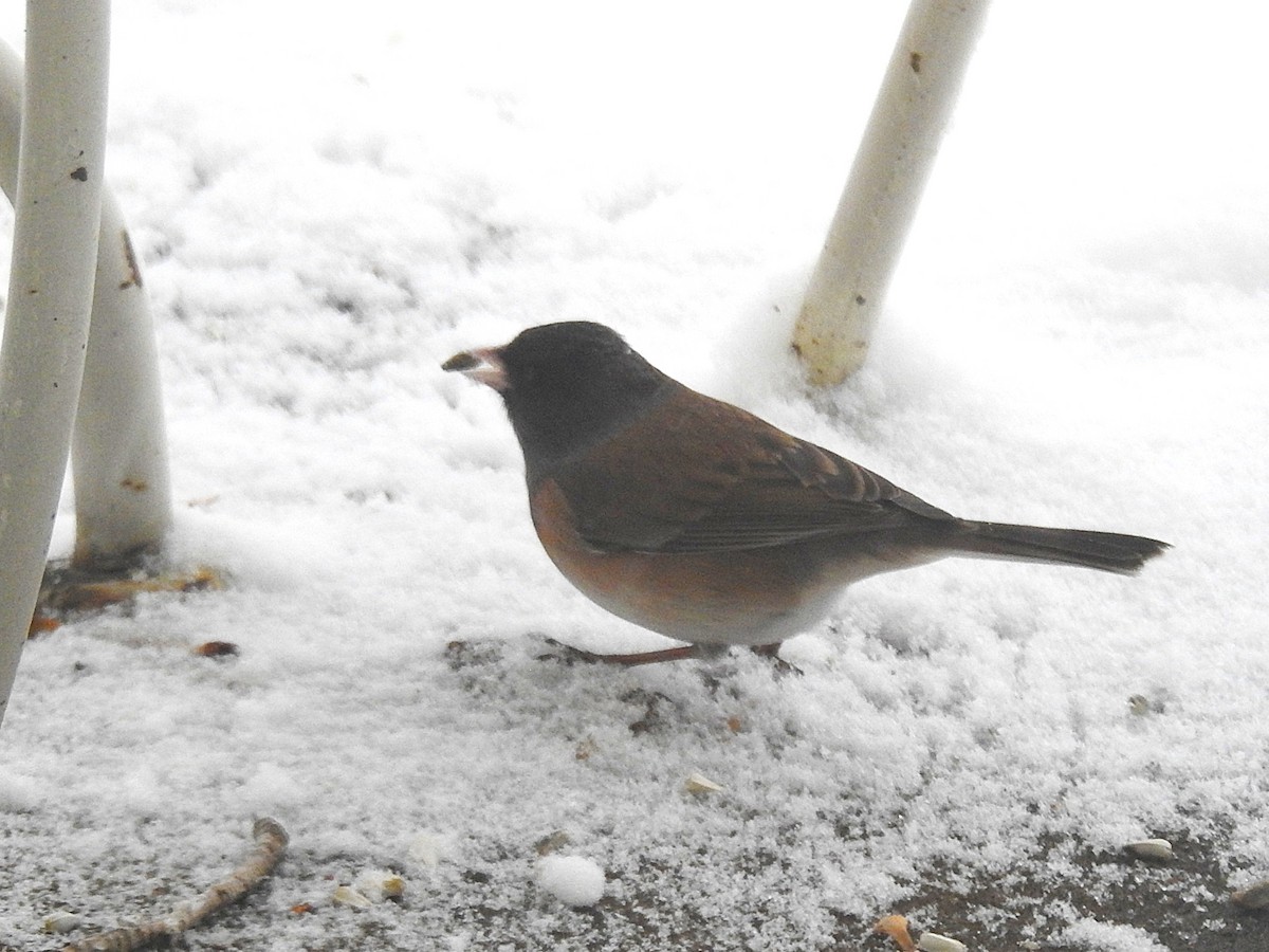 Junco ardoisé - ML646305835