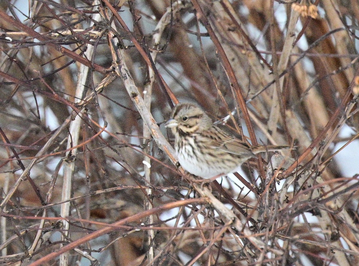 Song Sparrow - ML646305840